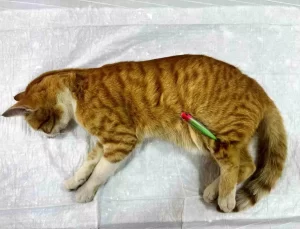 Sokak Kedisi Olta İğneleriyle Tedavi Edildi