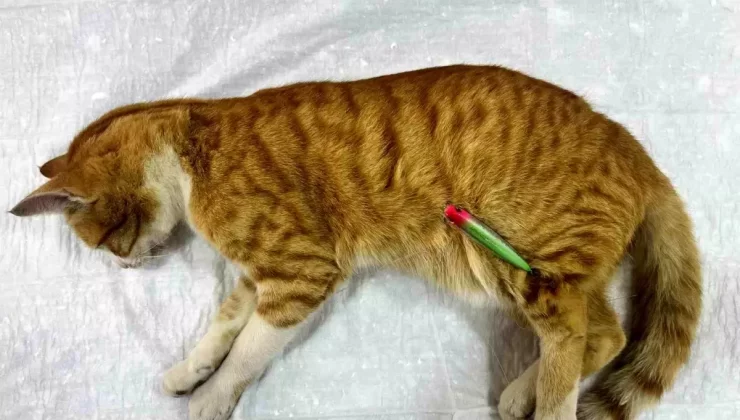 Sokak Kedisi Olta İğneleriyle Tedavi Edildi