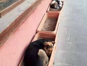 Sokak Köpekleri Saksılarda Dinleniyor
