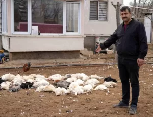 Sokak Köpekleri Tavukları Telef Etti