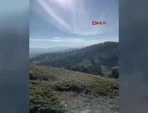 Stresli Akbaba Tedavi Edilip Doğaya Salındı