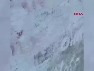 Su Samuru Yiyecek Ararken Balık Avladı