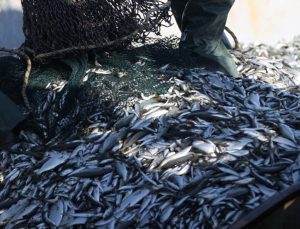 Su ürünleri ihracatı geliri yüzde 22 arttı