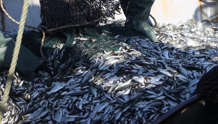 Su ürünleri ihracatı geliri yüzde 22 arttı