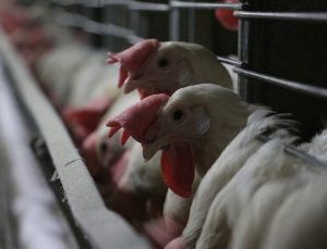 Tarım Bakanlığı’ndan kuş gribi açıklaması: Tüm tedbirler alındı