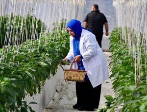 Tarım ve Orman Bakanlığı’ndan planlı üretim rehberi: 33 soru cevaplandı