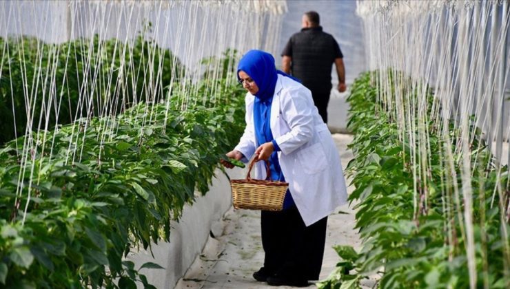 Tarım ve Orman Bakanlığı’ndan planlı üretim rehberi: 33 soru cevaplandı