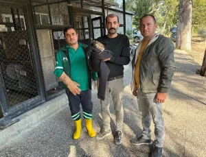 Tarsus’ta Yaralı Doğan Tedaviye Alındı