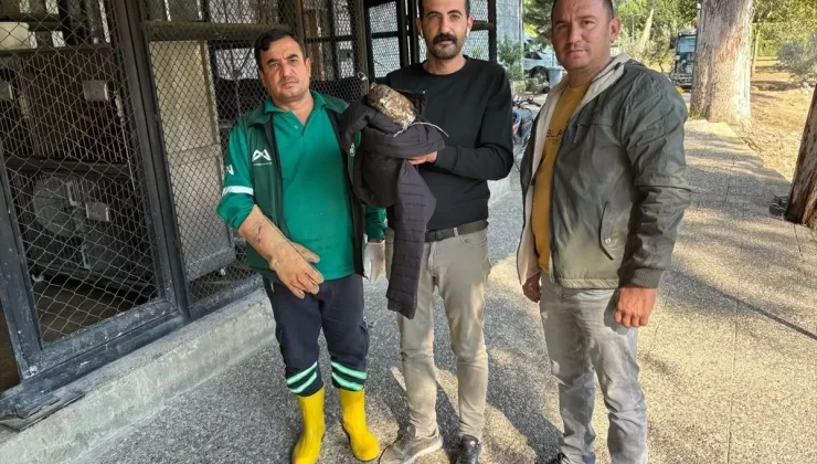 Tarsus’ta Yaralı Doğan Tedaviye Alındı