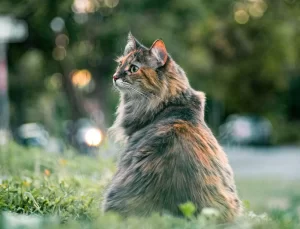 Tayland’da Dizi Sahnesine Hayvan Hakları Tepkisi