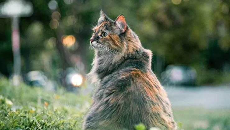 Tayland’da Dizi Sahnesine Hayvan Hakları Tepkisi