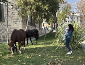 Tekirdağ’da Başıboş 3 At Kent Merkezine İndi