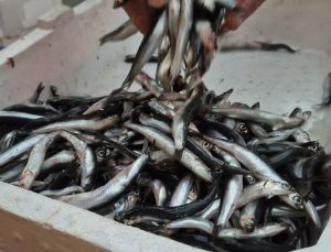 Tekirdağ’da hamsi 100 liradan satılıyor