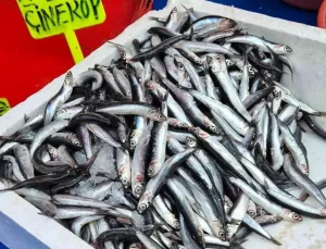 Tekirdağ’da Hamsi Fiyatları 100 Lira