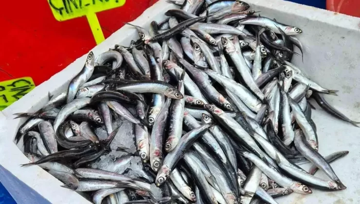 Tekirdağ’da Hamsi Fiyatları 100 Lira