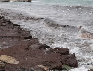 Tekirdağ’da Kırmızı Yosun Alarmı Yok