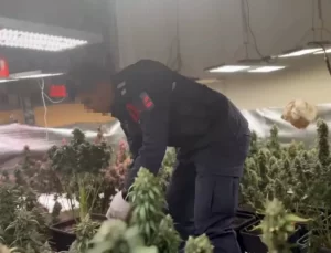 Tekirdağ’da Skunk Yetiştiren Şahıs Gözaltına Alındı