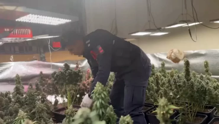 Tekirdağ’da Skunk Yetiştiren Şahıs Gözaltına Alındı