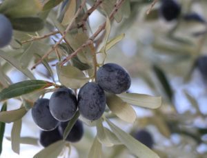 Tekirdağ’da zeytin hasadı heyecanı sürüyor