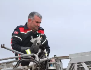 Telefon Direğindeki Kedi Kurtarıldı