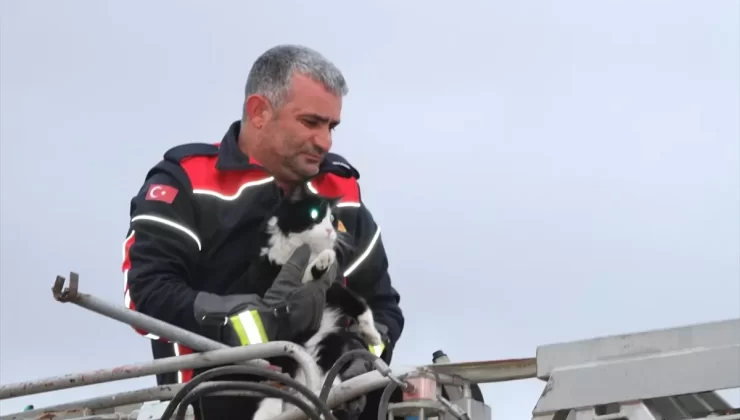 Telefon Direğindeki Kedi Kurtarıldı