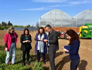 TİKA, KKTC’de Yer Fıstığı Üretimini Canlandırıyor