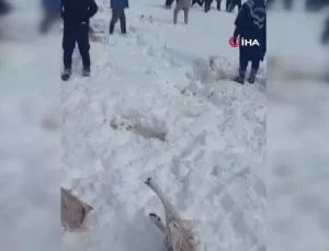 Tipide Donan Koyun ve Eşek