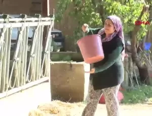 Tire’de Keçi ile Başlayan Hayvancılık Serüveni 55 İneğe Ulaştı