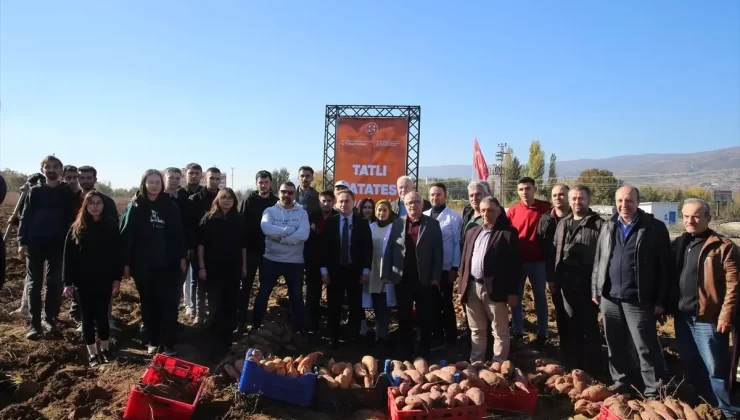 TOGÜ’de Tatlı Patates Hasadı Etkinliği