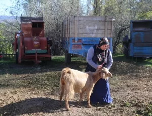 Tokatlı kadın çiftçi devlet desteğiyle koyun sürüsü sahibi oldu