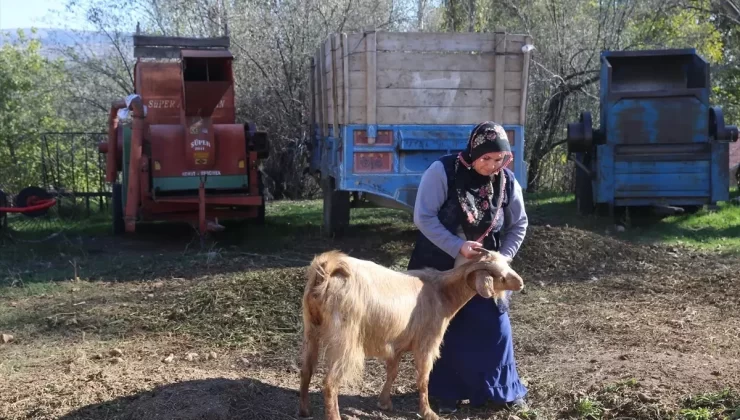 Tokatlı kadın çiftçi devlet desteğiyle koyun sürüsü sahibi oldu