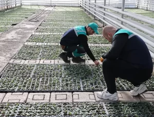 Tokat’ta Yeşil Alanlar Güzelleşiyor