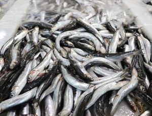 Trabzon’dan Dubai’ye hamsi ihracatı