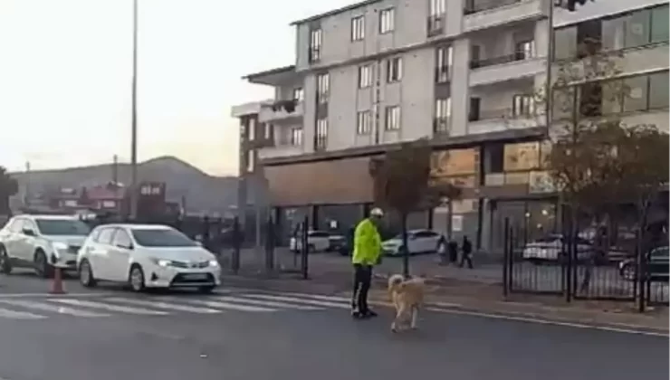 Trafik Polisi Sokak Köpeğini Kurtardı