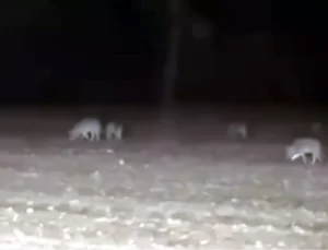 Traktörle Tarlasını Süren Çiftçiyi Kurt Sürüsü Sardı