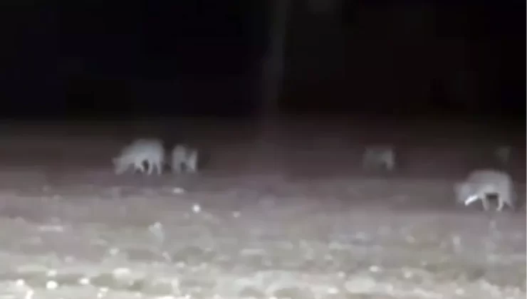 Traktörle Tarlasını Süren Çiftçiyi Kurt Sürüsü Sardı