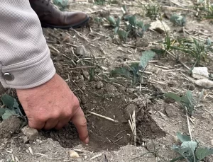 Trakya’da Kanola Kuraklığa Yenik Düştü