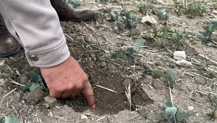 Trakya’da Kanola Kuraklığa Yenik Düştü
