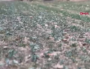 Trakya’da Kanola Kuraklıkte Yüzde 50 Kayip