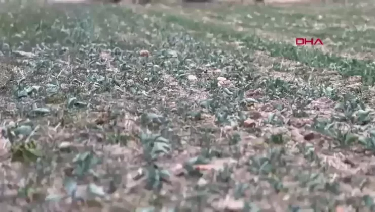 Trakya’da Kanola Kuraklıkte Yüzde 50 Kayip