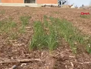 Trakya’da Kar ve Yağış Eksikliği Tarımı Tehdit Ediyor