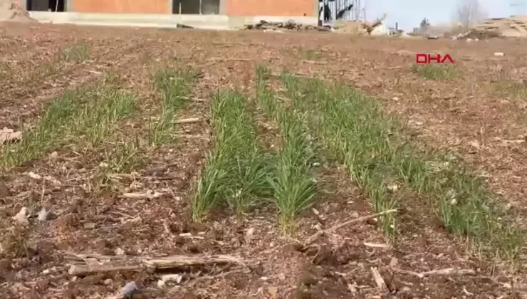 Trakya’da Kar ve Yağış Eksikliği Tarımı Tehdit Ediyor