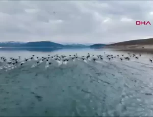 Tunceli’de Kaçak Sakarmeke Avcıları Dronla Yakalandı