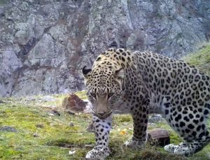 Türkiye’de 10 erkek Anadolu parsı fotokapanla görüntülendi