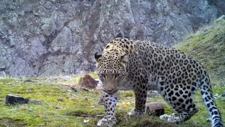 Türkiye’de 10 erkek Anadolu parsı fotokapanla görüntülendi