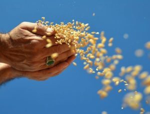 Türkiye’nin 10 aylık hububat ve bakliyat ihracatı karnesi