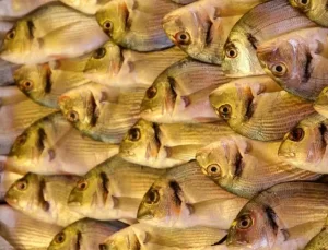 Türkiye’nin Çipura İhracatı Yüzde 21 Arttı