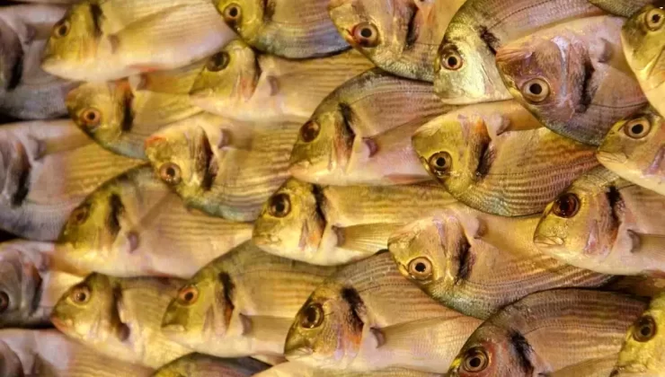 Türkiye’nin Çipura İhracatı Yüzde 21 Arttı