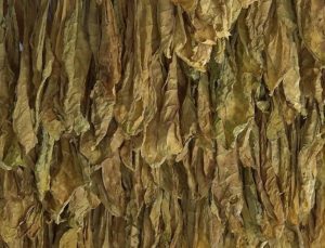 Tütün üreticileri bu sezon 60 bin ton ihracat hedefledi