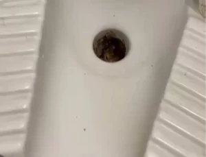 Tuvalet Borusundaki Yavru Kedi Kurtarıldı